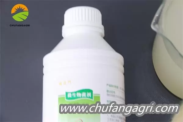 Bacillus amyloliquefaciens (TKJ)
