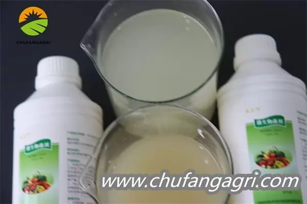Bacillus amyloliticus