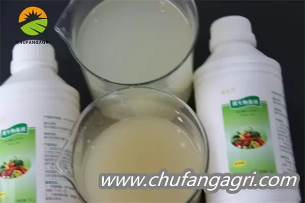 Bacillus amyloliticus(BAA)