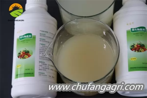 XMD Bacillus amyloliticus