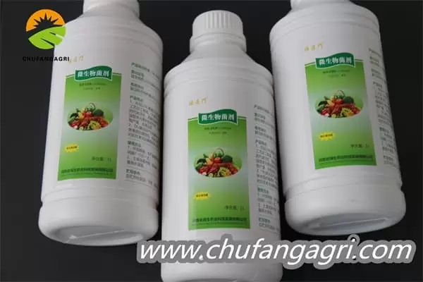 Bacillus — biological ally, improving crop health and nutrition.