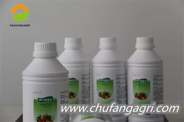 Bacillus amyloliticus(BAA)