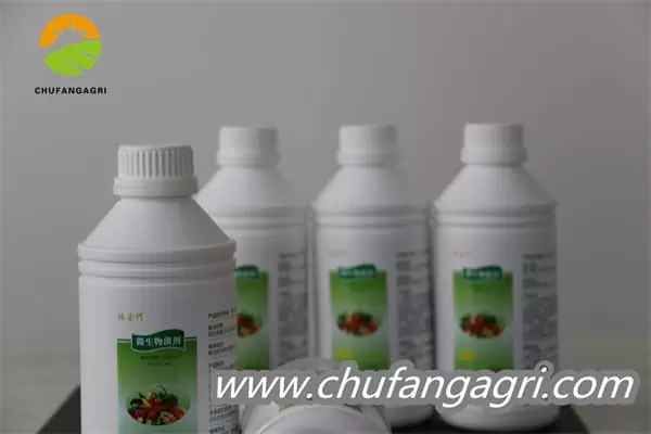 XMD Bacillus amyloliticus(BAA)
