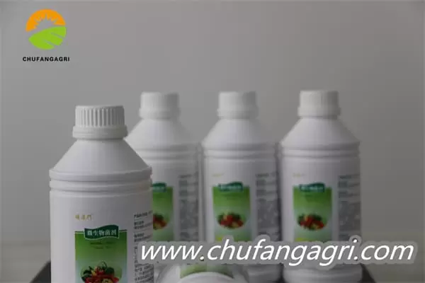 XMD Bacillus amyloliticus(TKJ)