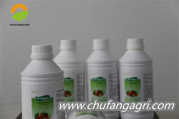 XMD Bacillus amyloliticus