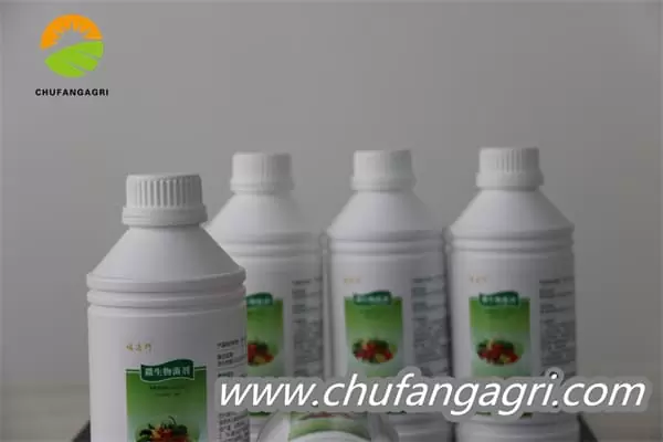 Bacillus amyloliticus(BAA)