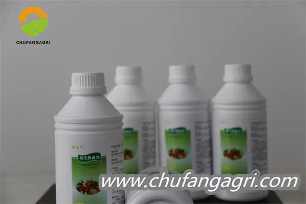 Bacillus amyloliquefaciens (TKJ)