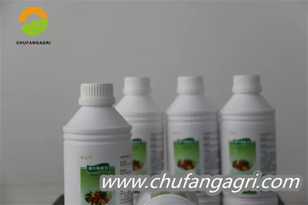Bacillus amyloliticus(BAA)