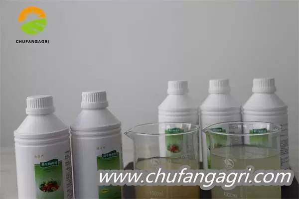XMD Bacillus amyloliticus(BAA)