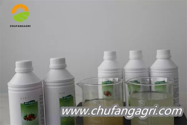 XMD Bacillus amyloliticus(TKJ)