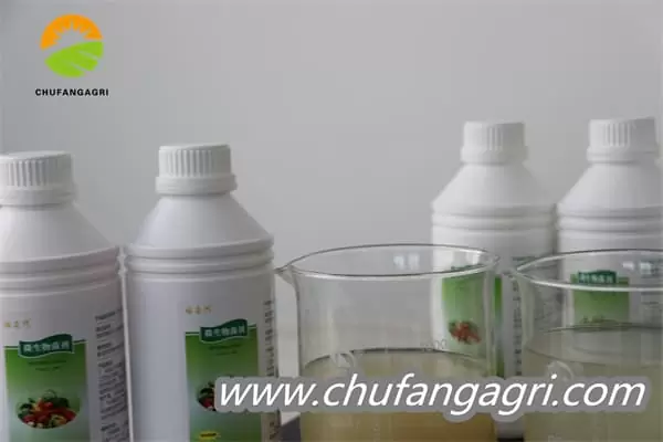Bacillus amyloliticus(BAA)