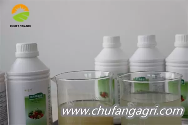 Chufangagri Bacillus amyloliticus(BAA)