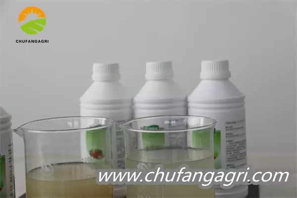 Bacillus amyloliticus