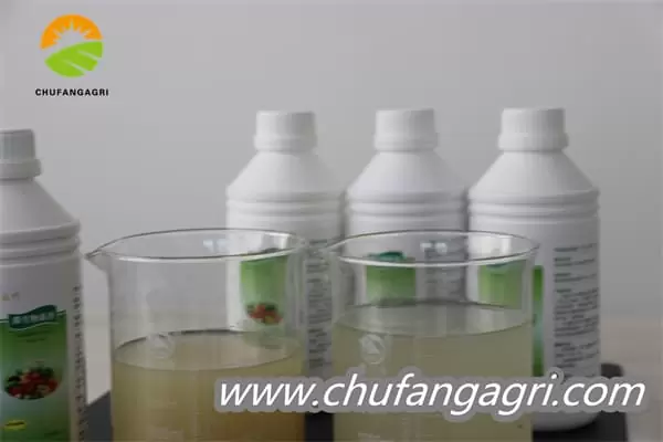 Chufangagri Bacillus amyloliticus