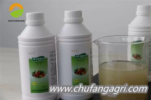 Bacillus amyloliquefaciens (TKJ)