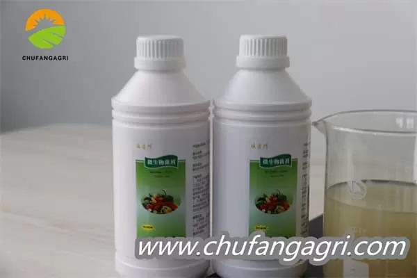 XMD Bacillus amyloliticus
