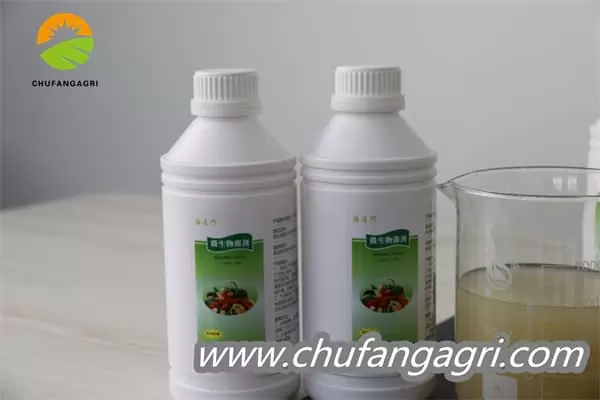 XMD Bacillus amyloliticus(TKJ)