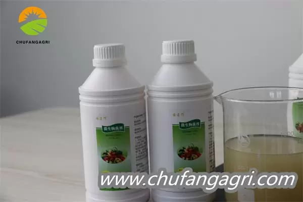Bacillus amyloliticus(BAA)