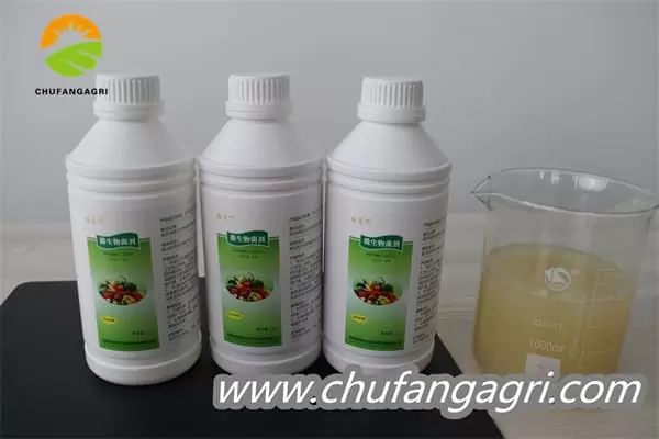 XMD Bacillus amyloliticus