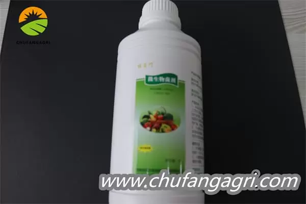 Bacillus amyloliquefaciens (TKJ)