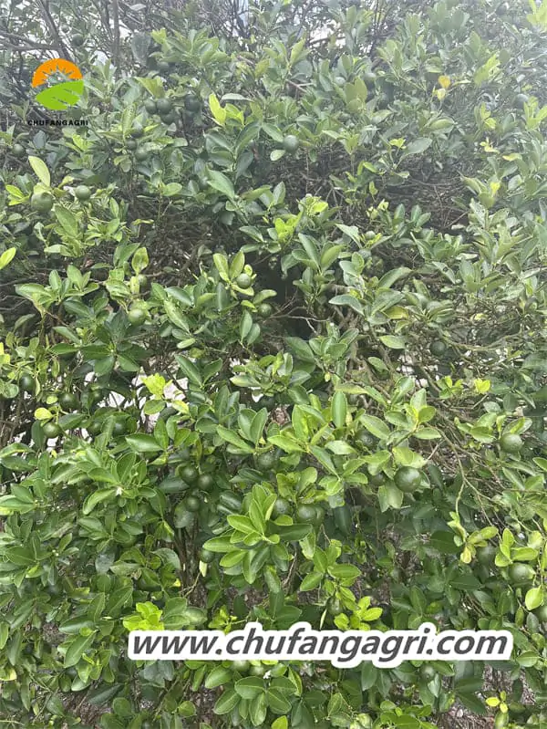 Water soluble fertilizer with humic acid