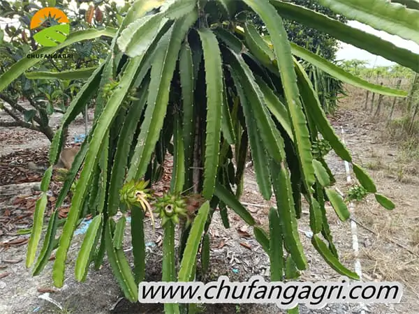 Liquid water-soluble fertilizer