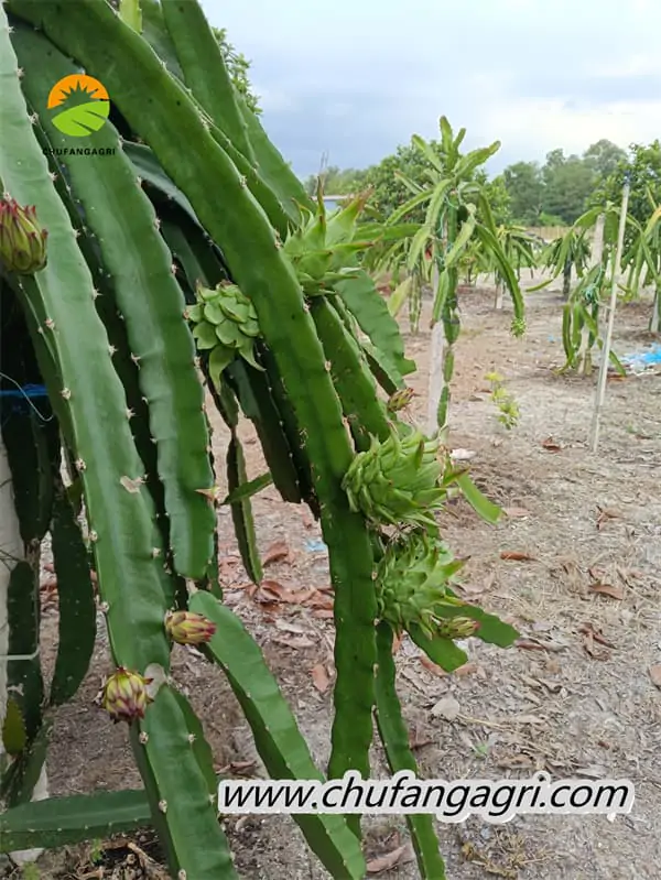 Liquid water-soluble fertilizer can add more bioestrogens